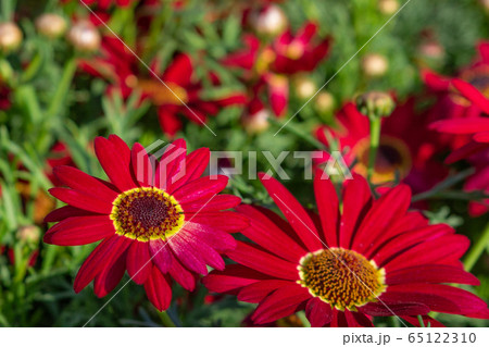 野生の花 花 山 65122310