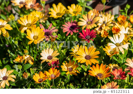 野生の花 花 山 65122311