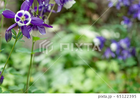 野生の花 花 山 65122395