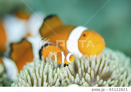 カクレクマノミ 幼魚と成魚② カクレクマノミ 幼魚と成魚② 65122621