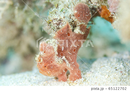 カエルアンコウ ピンク 逆立ち カエルアンコウ ピンク 逆立ち 65122702