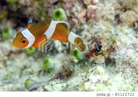 カクレクマノミとイシガキカエルウオ 65122722