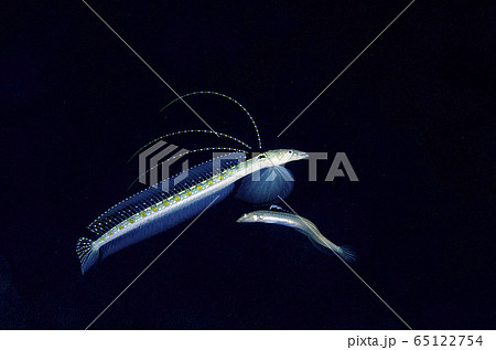 リュウグウベラギンポ オス 求愛② リュウグウベラギンポ オス 求愛② 65122754