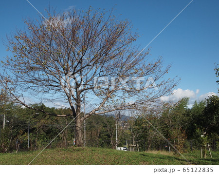 秋のさくらと空 秋のさくらと空 65122835