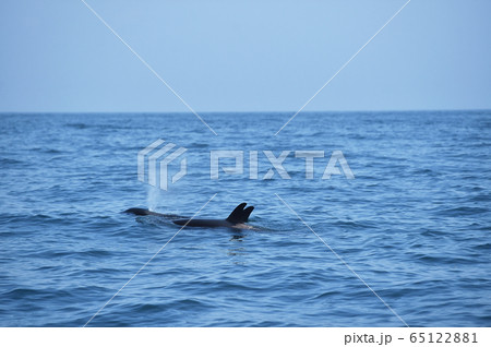 知床の海を泳ぐシャチ(北海道・羅臼) 知床の海を泳ぐシャチ(北海道・羅臼) 65122881