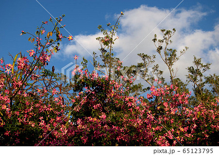 トックリキワタの木　南米サクラ　風景 65123795