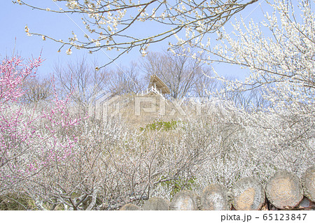 筑波山　梅林 65123847