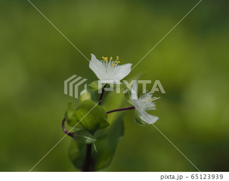 白い常磐露草の花 65123939