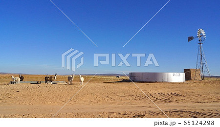 アルパカ　アメリカ　アリゾナ州 65124298