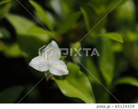 白い常磐露草の花 65124329