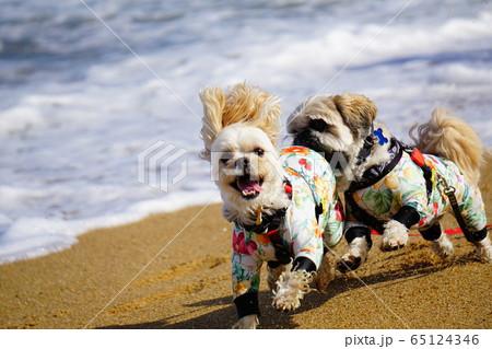 海岸で走る犬 65124346