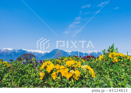 パンジーと北アルプス：あづみ野池田クラフトパーク　　北安曇郡池田町 65124615