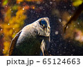 クロメバル 65124663