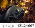 クロメバル 65124667