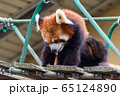 舌出しレッサーパンダ 65124890