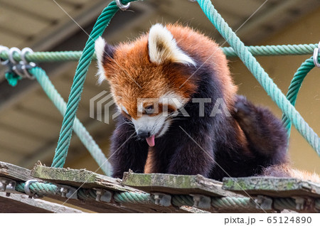 舌出しレッサーパンダ 65124890