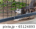 伸びするシンリンオオカミ	 65124893