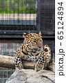 アムールヒョウ 65124894