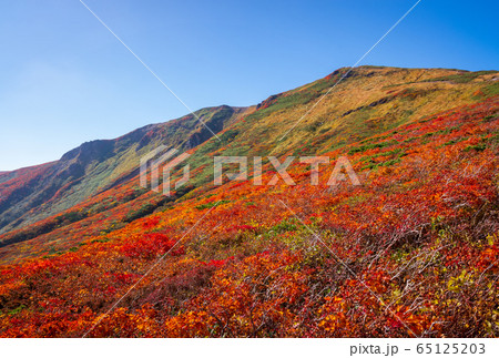 神の絨毯　日本一美しい山岳紅葉で知られる花の百名山、栗駒山（須川岳） 65125203