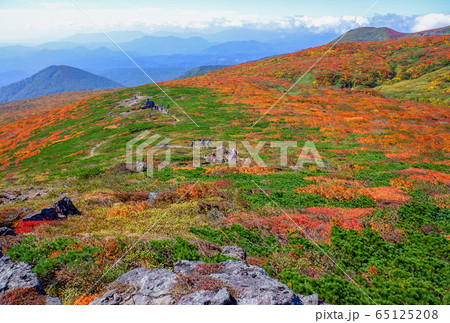 神の絨毯 日本一美しい山岳紅葉で知られる花の百名山、栗駒山(須川岳) 神の絨毯 日本一美しい山岳紅葉で知られる花の百名山、栗駒山(須川岳) 65125208