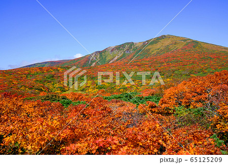 神の絨毯　日本一美しい山岳紅葉で知られる花の百名山、栗駒山（須川岳） 65125209
