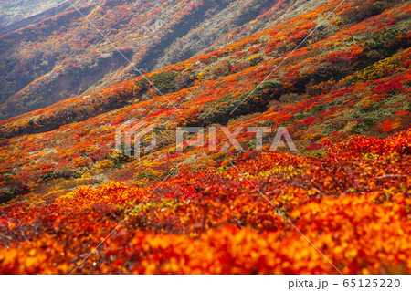 神の絨毯　日本一美しい山岳紅葉で知られる花の百名山、栗駒山（須川岳） 65125220