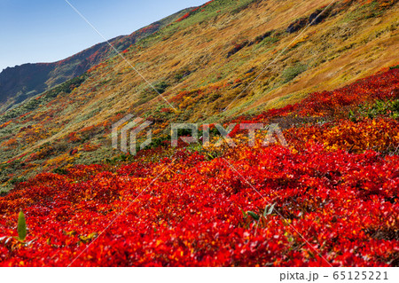 神の絨毯 日本一美しい山岳紅葉で知られる花の百名山、栗駒山(須川岳) 神の絨毯 日本一美しい山岳紅葉で知られる花の百名山、栗駒山(須川岳) 65125221