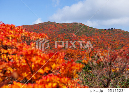 神の絨毯　日本一美しい山岳紅葉で知られる花の百名山、栗駒山（須川岳） 65125224