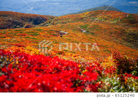 神の絨毯　日本一美しい山岳紅葉で知られる花の百名山、栗駒山（須川岳） 65125240