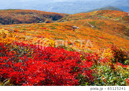 神の絨毯　日本一美しい山岳紅葉で知られる花の百名山、栗駒山（須川岳） 65125241