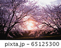 桜並木 65125300