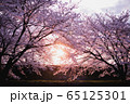 桜並木 65125301