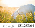 ヤギ 65125304