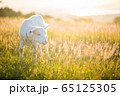 ヤギ 65125305
