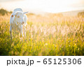 ヤギ 65125306
