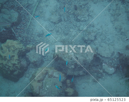 モーレア島の魚 65125523