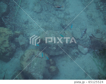 モーレア島の魚 65125524