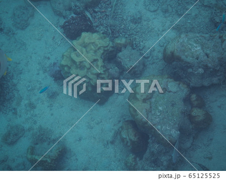 モーレア島の魚 65125525