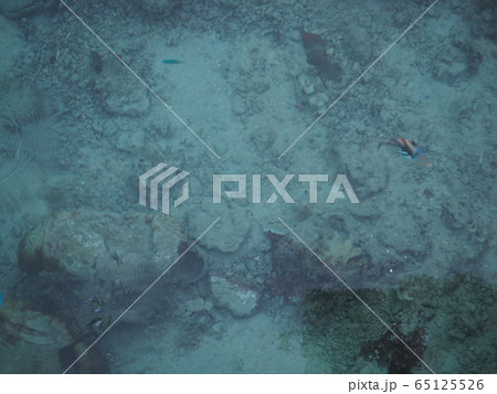 モーレア島の魚 65125526