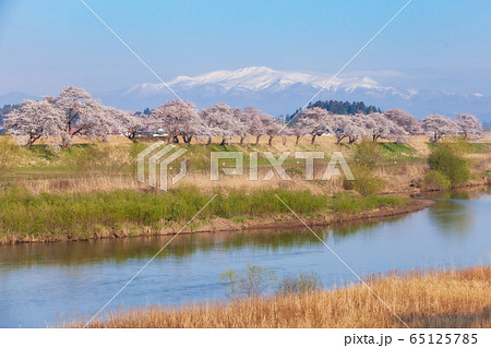 栗駒山(須川岳)と桜 栗駒山(須川岳)と桜 65125785