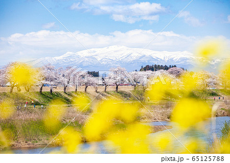 栗駒山（須川岳）と桜 65125788