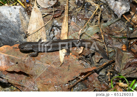 トウキョウサンショウウオ 雄 トウキョウサンショウウオ 雄 65126033