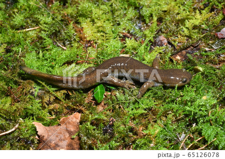 トウキョウサンショウウオ　雄 65126078