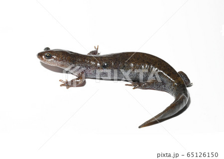 トウキョウサンショウウオ 雌白バック トウキョウサンショウウオ 雌白バック 65126150