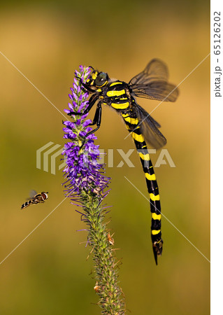 Golden ringed dragonfly sitting on violet wildflower and fly fling around Golden ringed dragonfly sitting on violet wildflower and fly fling around 65126202