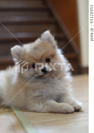 ポメラニアン子犬 ポメラニアン子犬 65126952