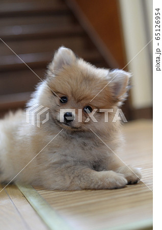 ポメラニアン子犬の写真素材