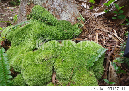 小笠原固有種のムニンシラガゴケ 65127111
