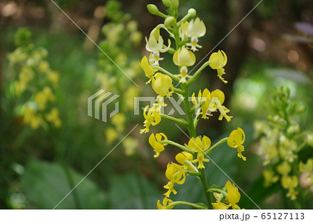 小笠原諸島の父島と兄島に自生しているアサヒエビネ 小笠原諸島の父島と兄島に自生しているアサヒエビネ 65127113