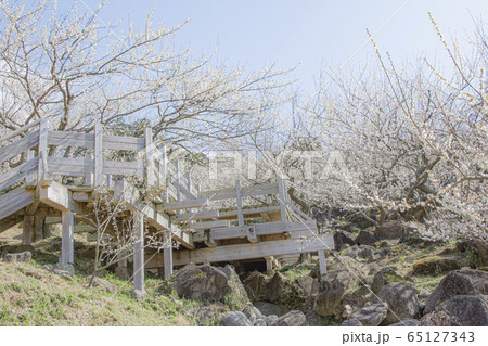 筑波山　梅林 65127343